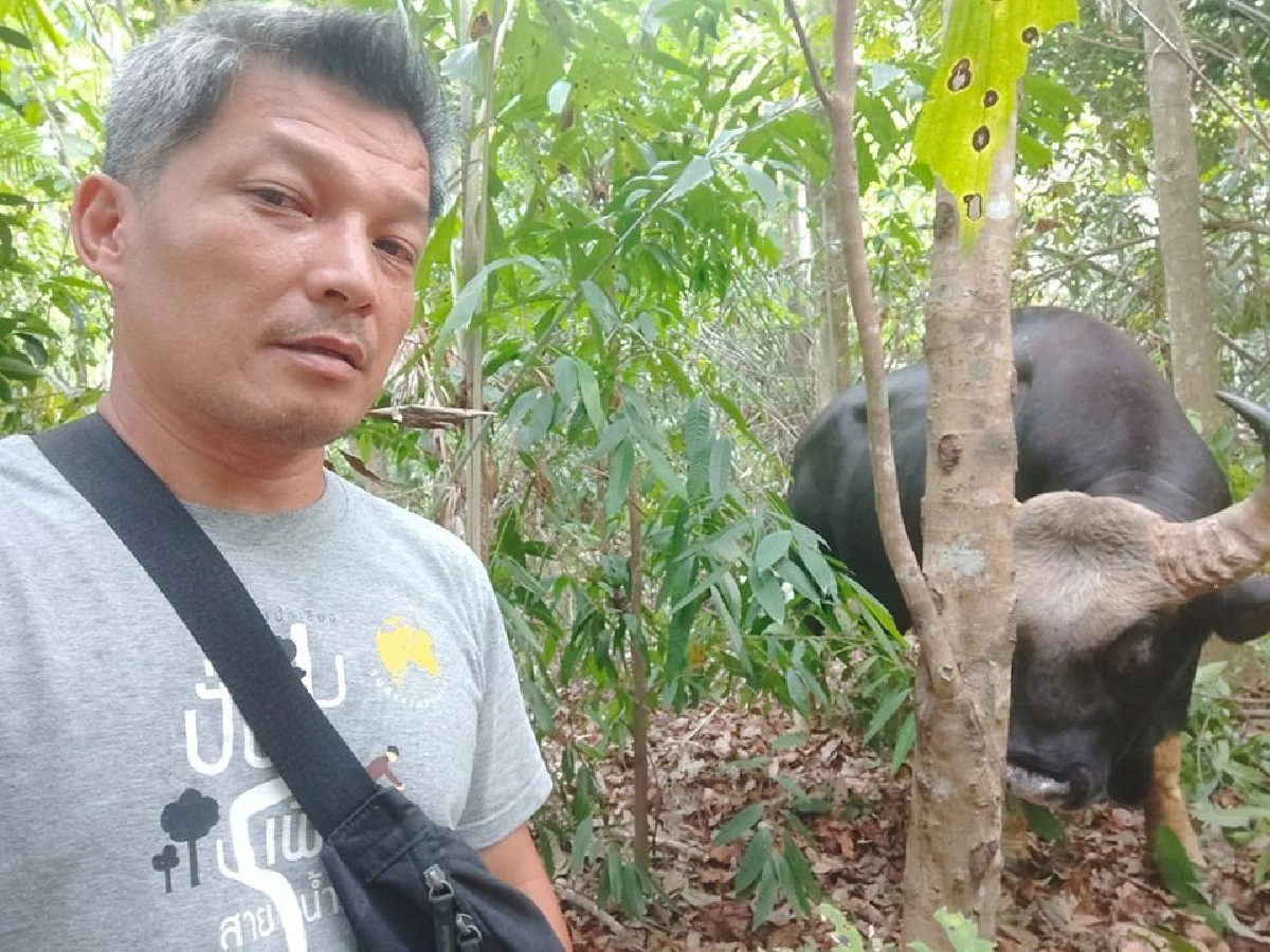 "เจ้าทองดี"กระทิงป่าบาดเจ็บหลบออกจากสวนไผ่ชาวบ้านแล้ว