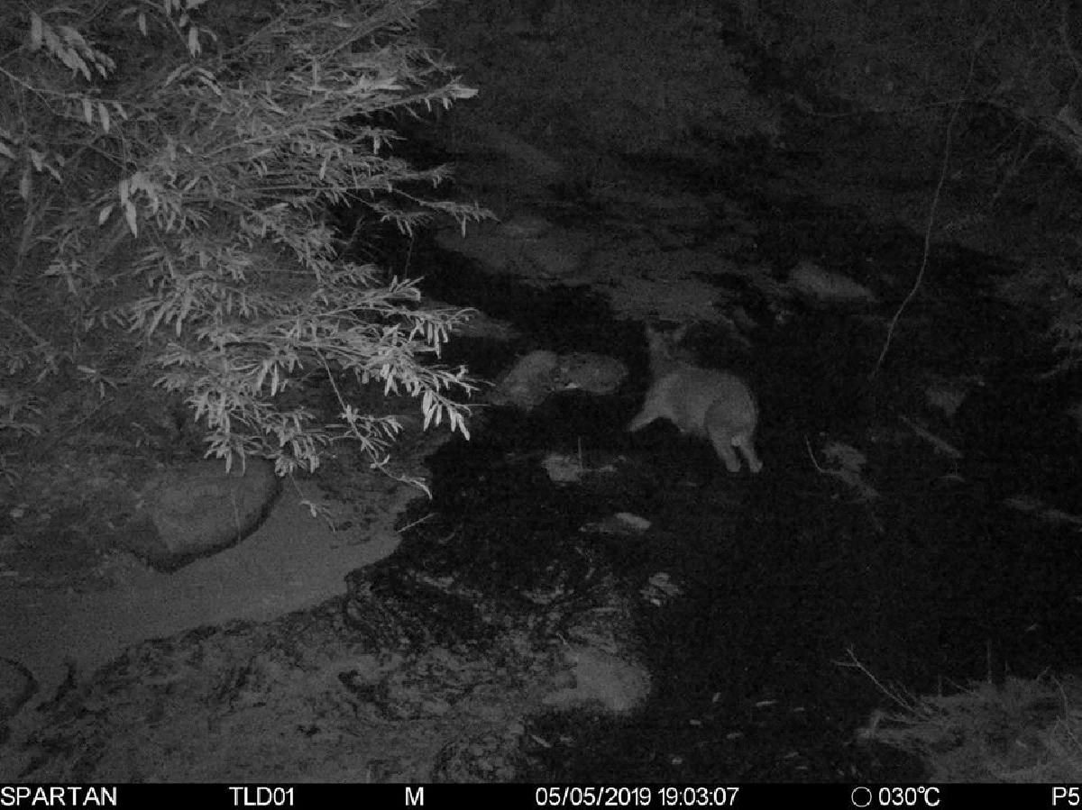 กรมอุทยานฯเผยภาพสัตว์ป่าเดินข้ามอุโมงค์เชื่อมอุทยานเขาใหญ่-ทับลาน