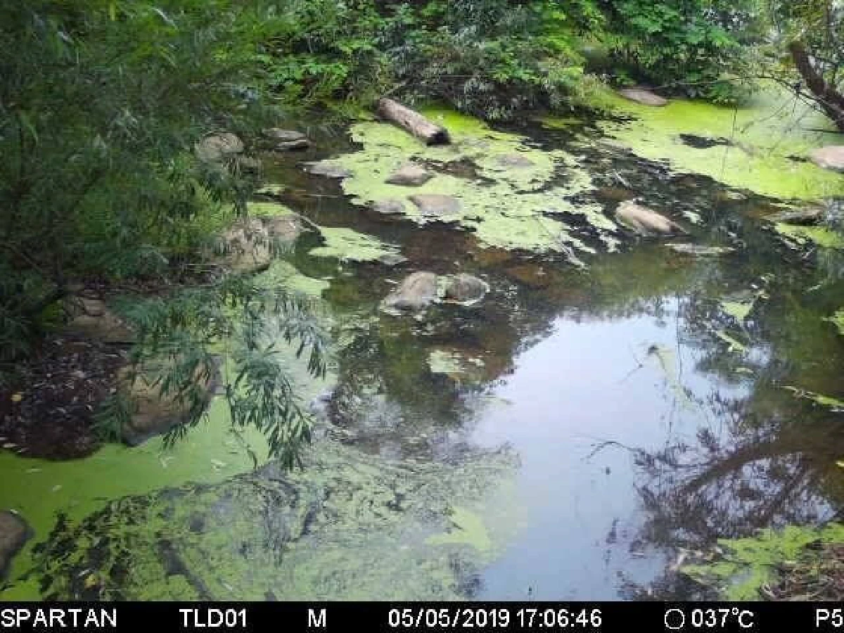 กรมอุทยานฯเผยภาพสัตว์ป่าเดินข้ามอุโมงค์เชื่อมอุทยานเขาใหญ่-ทับลาน