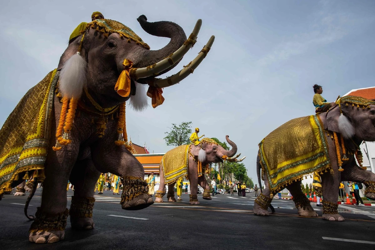 ประมวลภาพช้าง10เชือกเดินเทิดพระเกียรติในหลวงรัชกาลที่ 10