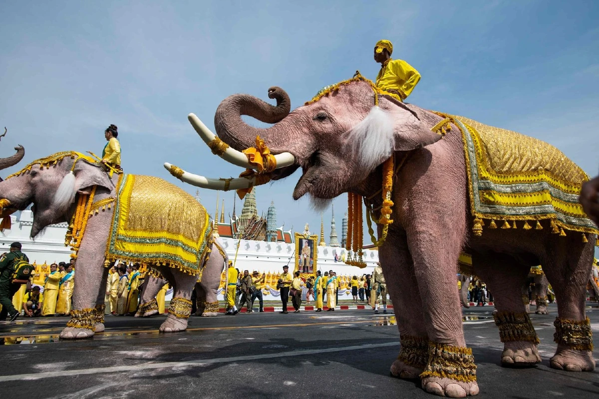 ประมวลภาพช้าง10เชือกเดินเทิดพระเกียรติในหลวงรัชกาลที่ 10