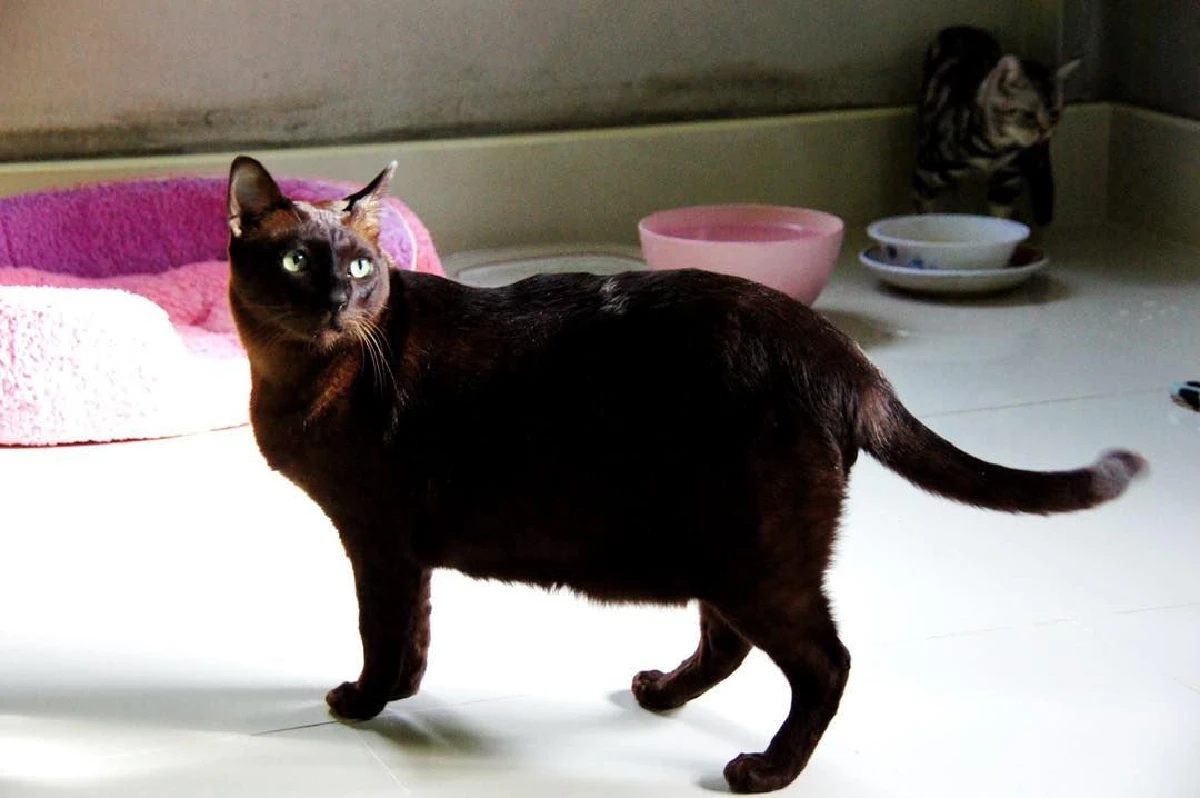 ดีขึ้น "จอนนี่แมวศุภลักษณ์" กระพริบตาบอกไหวสู้กันต่อไปโยมพ่อแม่