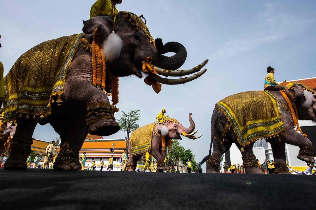 ประมวลภาพช้าง10เชือกเดินเทิดพระเกียรติในหลวงรัชกาลที่ 10