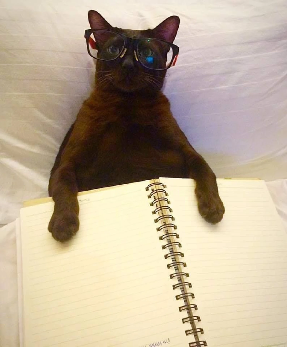 ดีขึ้น "จอนนี่แมวศุภลักษณ์" กระพริบตาบอกไหวสู้กันต่อไปโยมพ่อแม่