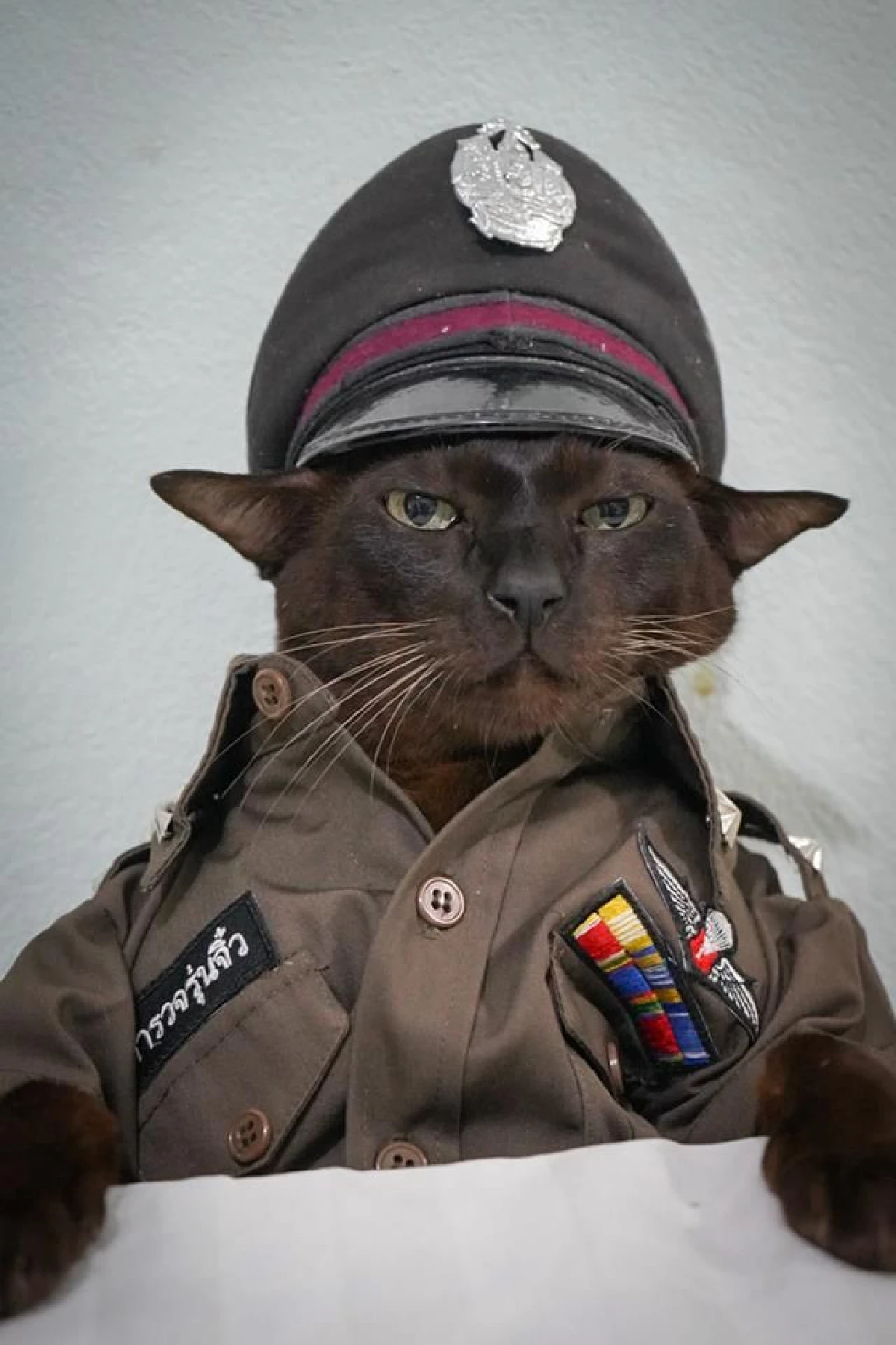 ดีขึ้น "จอนนี่แมวศุภลักษณ์" กระพริบตาบอกไหวสู้กันต่อไปโยมพ่อแม่