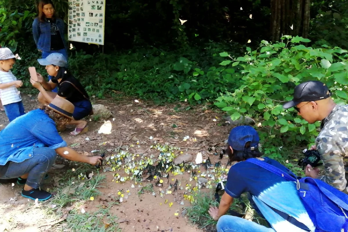 ชมฝูงผีเสื้อนับล้านตัวโบยบินในอุทยานแก่งกระจาน
