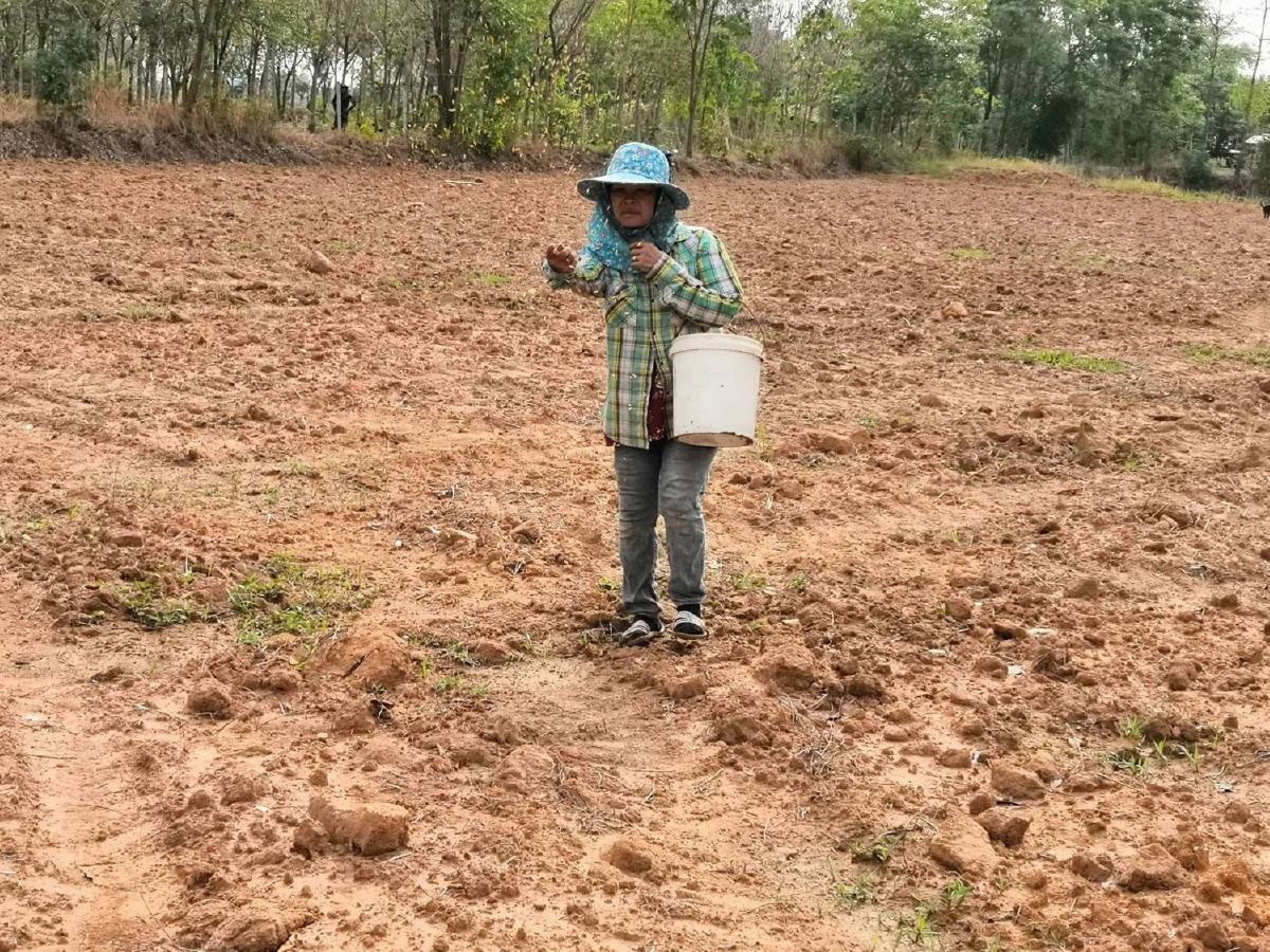 ชาวนาถือฤกษ์ดีวันพืชมงคลหว่านกล้าครั้งแรกบนผืนดินร.10