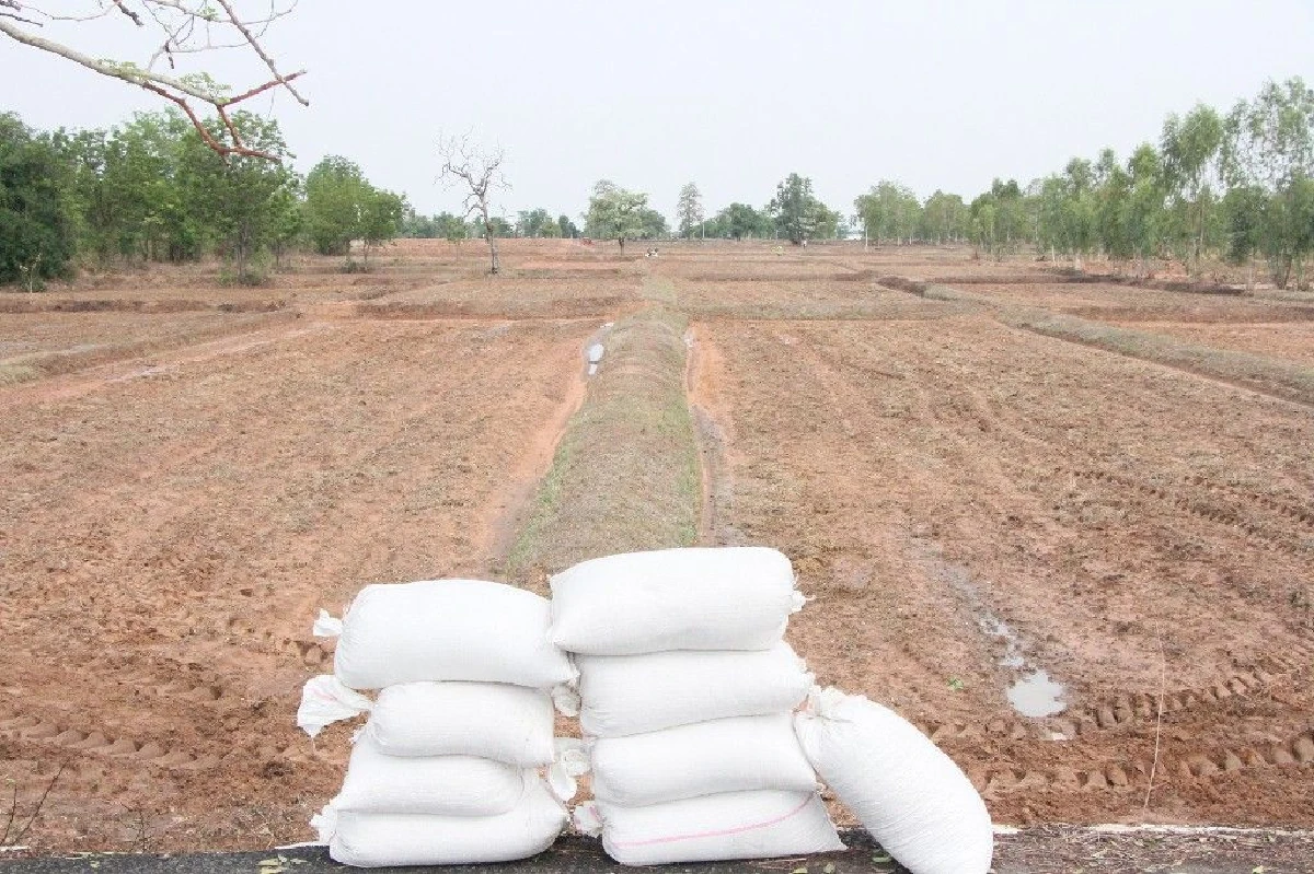 ชาวนาถือฤกษ์ดีวันพืชมงคลหว่านกล้าครั้งแรกบนผืนดินร.10