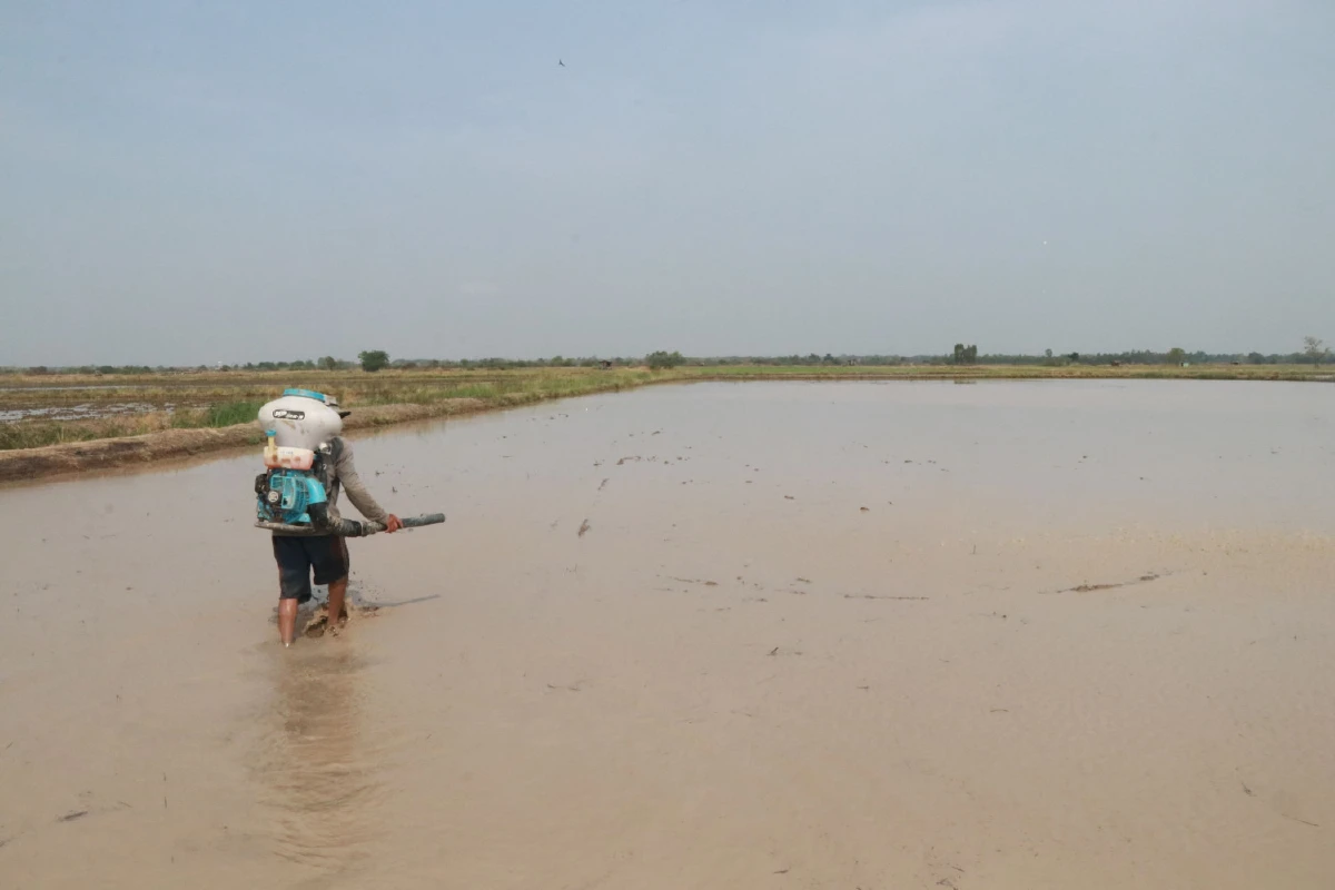 ชาวนาถือฤกษ์ดีวันพืชมงคลหว่านกล้าครั้งแรกบนผืนดินร.10