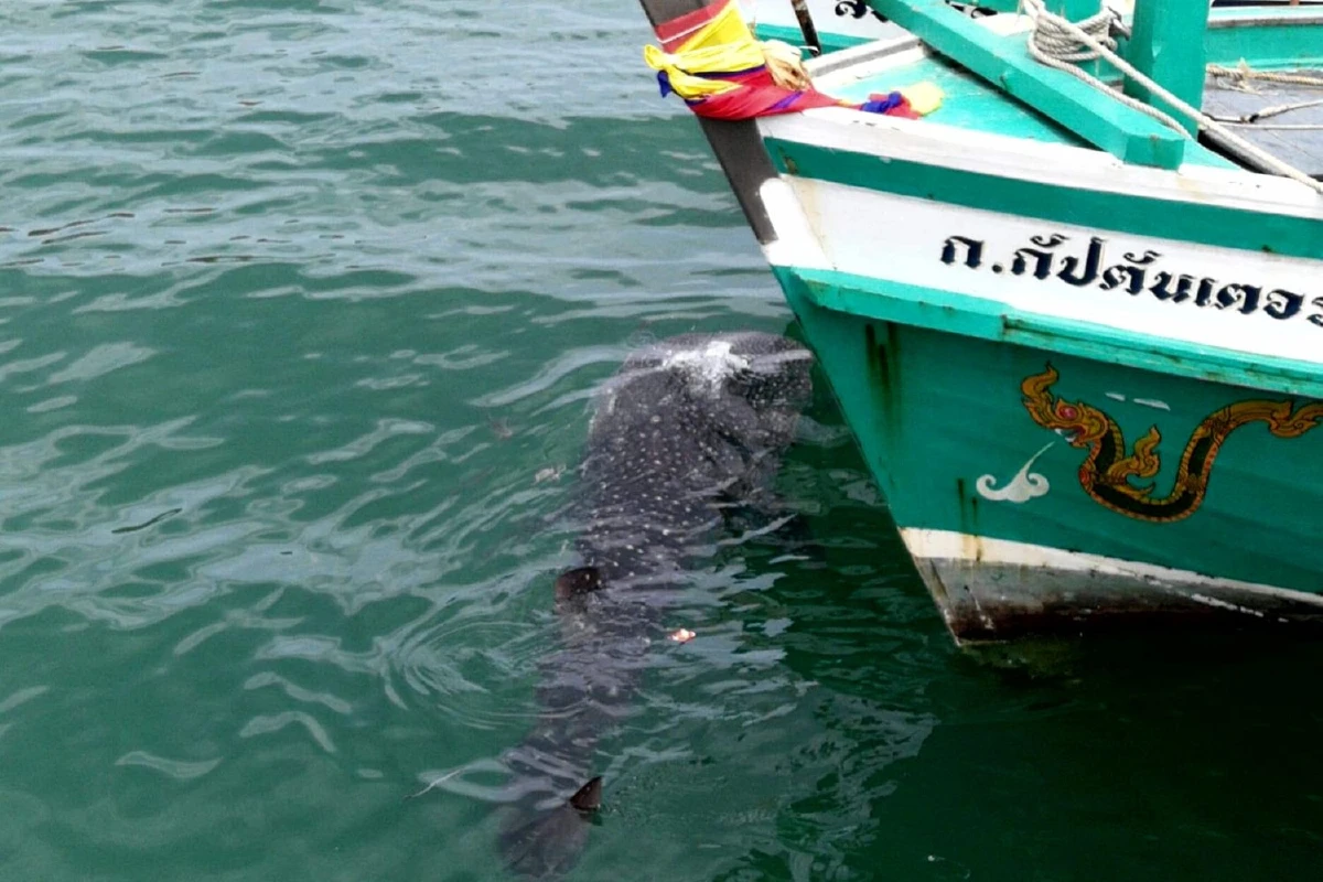 ชมภาพฉลามวาฬว่ายผิวน้ำใกล้ชายฝั่งทะเลอ่าวไทย