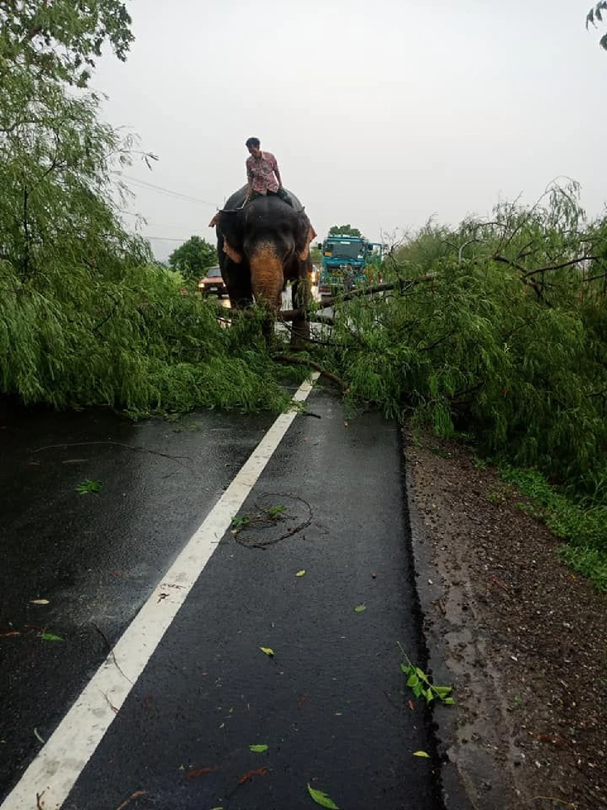 ช้างแสนรู้ช่วยเคลียร์ทาง หลังต้นไม้หักขวางถนน