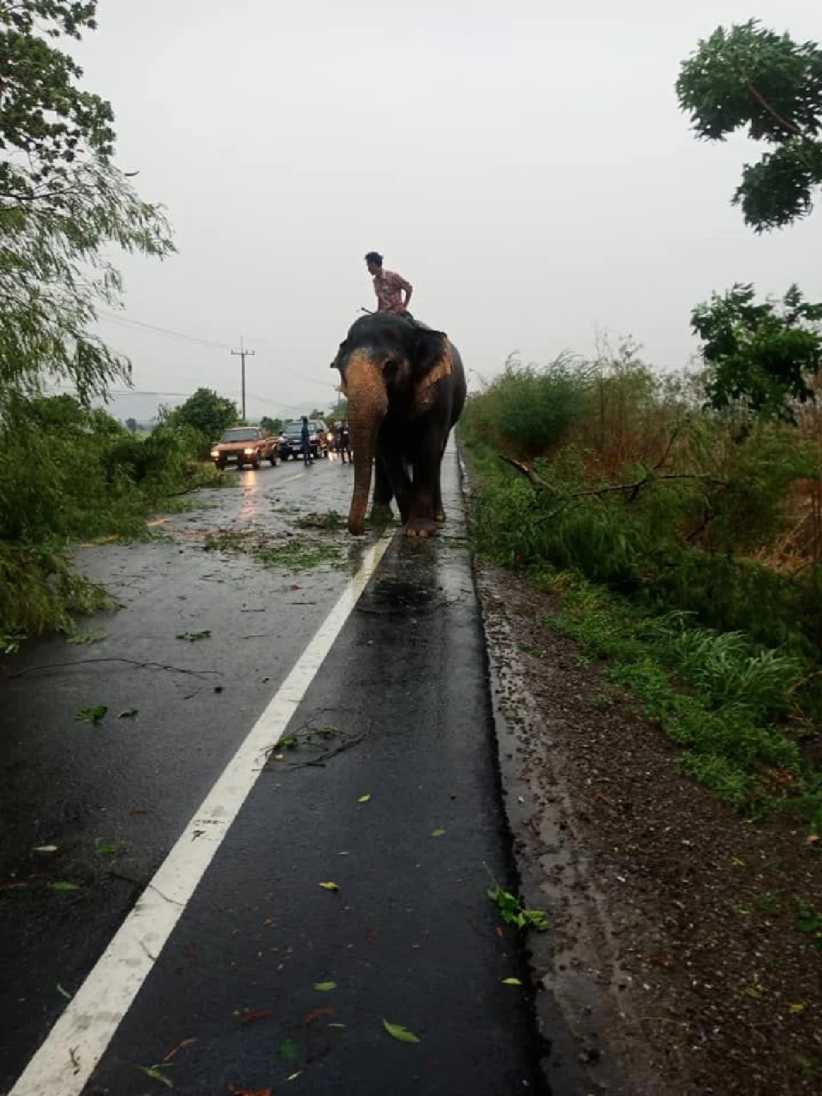 รู้จักชีวิต "พลายจารึก" ช้างแสนรู้ช่วยเคลียร์ทาง