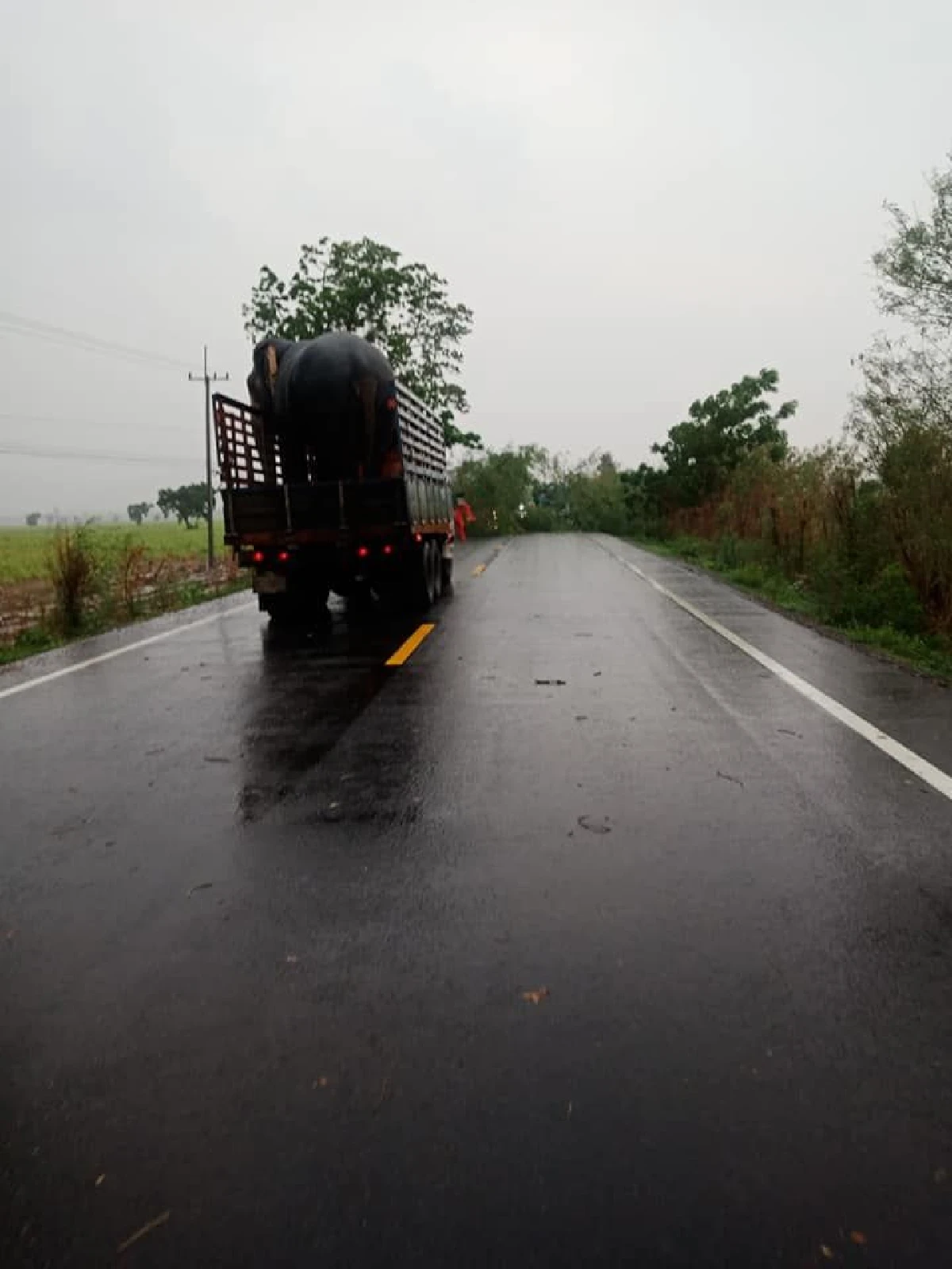 ช้างแสนรู้ช่วยเคลียร์ทาง หลังต้นไม้หักขวางถนน