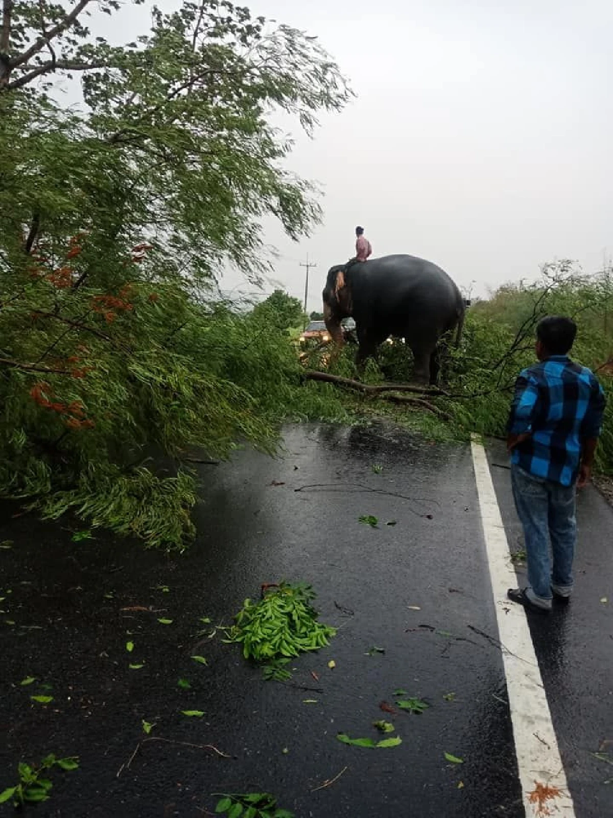ช้างแสนรู้ช่วยเคลียร์ทาง หลังต้นไม้หักขวางถนน