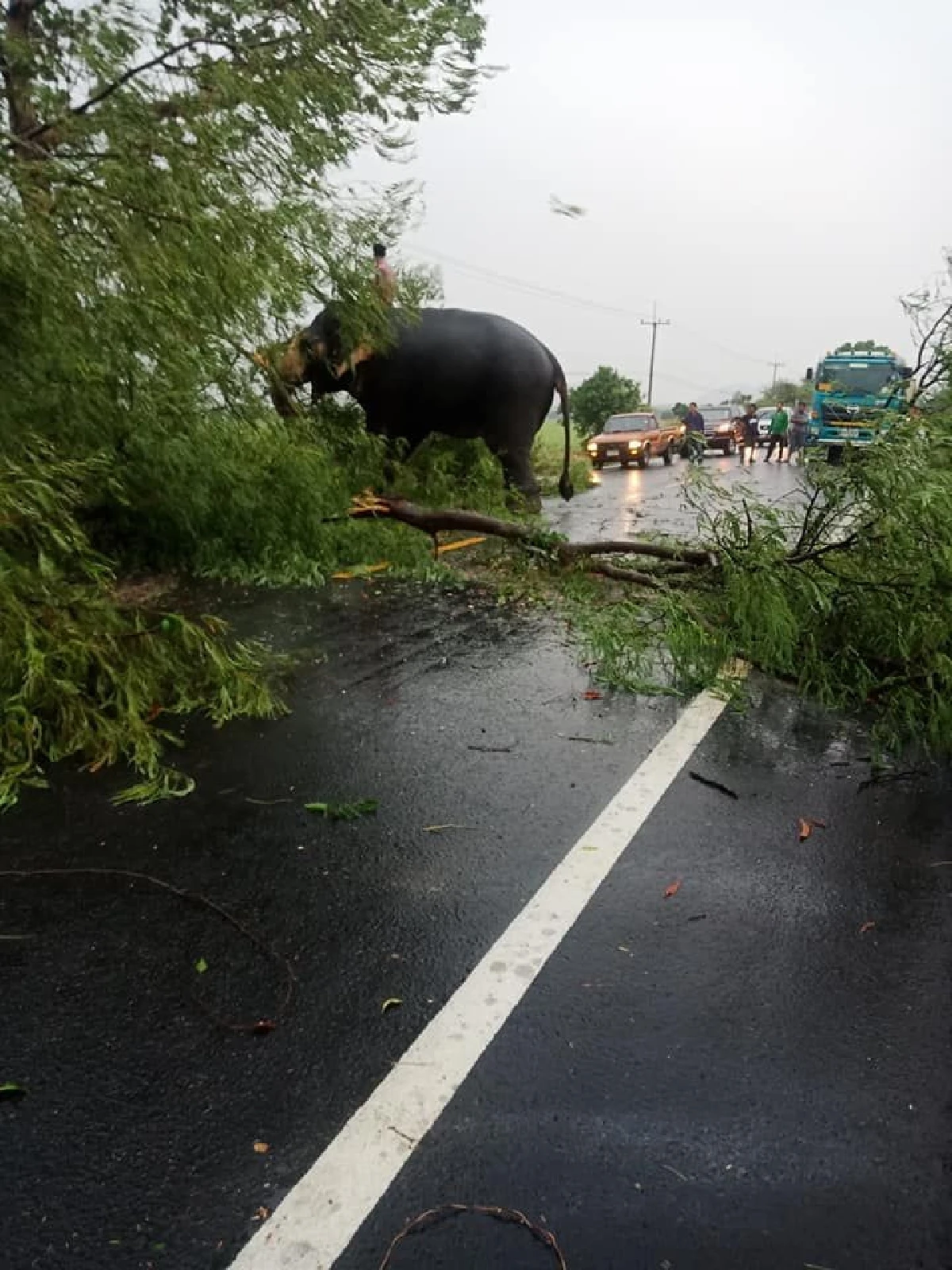 ช้างแสนรู้ช่วยเคลียร์ทาง หลังต้นไม้หักขวางถนน