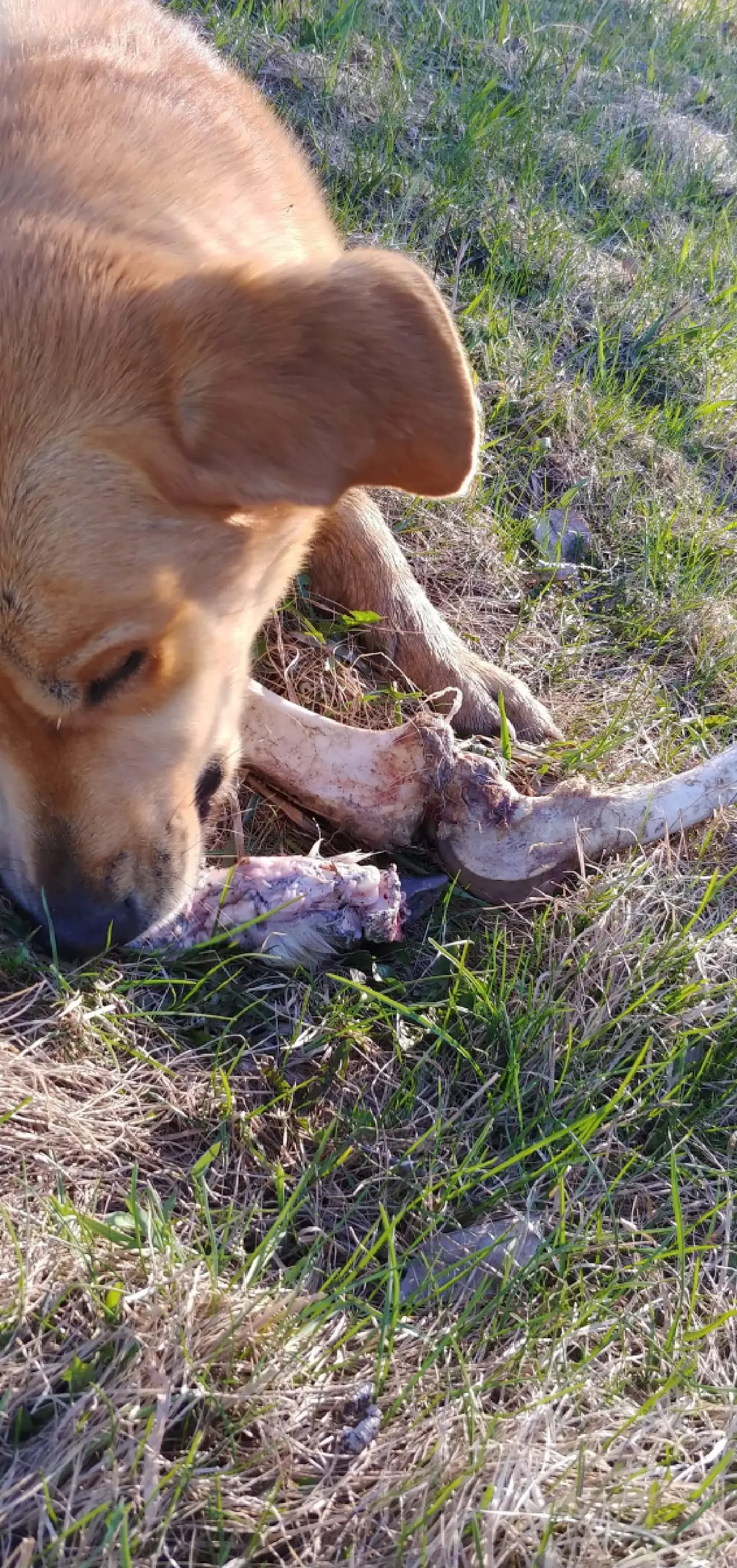 หมีติดสินบนหมา ลากกวางมาให้กินแล้วบุกบ้านมนุษย์