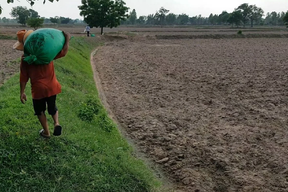 ฤดูฝนมาอาชีพรับจ้างหว่านเมล็ดพันธุ์ข้าวฮอตต้องจองคิวข้ามวัน