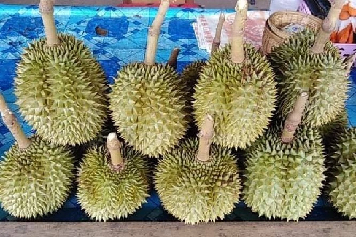 ล้งทุเรียน"หลง-หลินลับแล"แจงทุเรียนเม็ดโตเนื้อน้อยเพราะภัยแล้ง