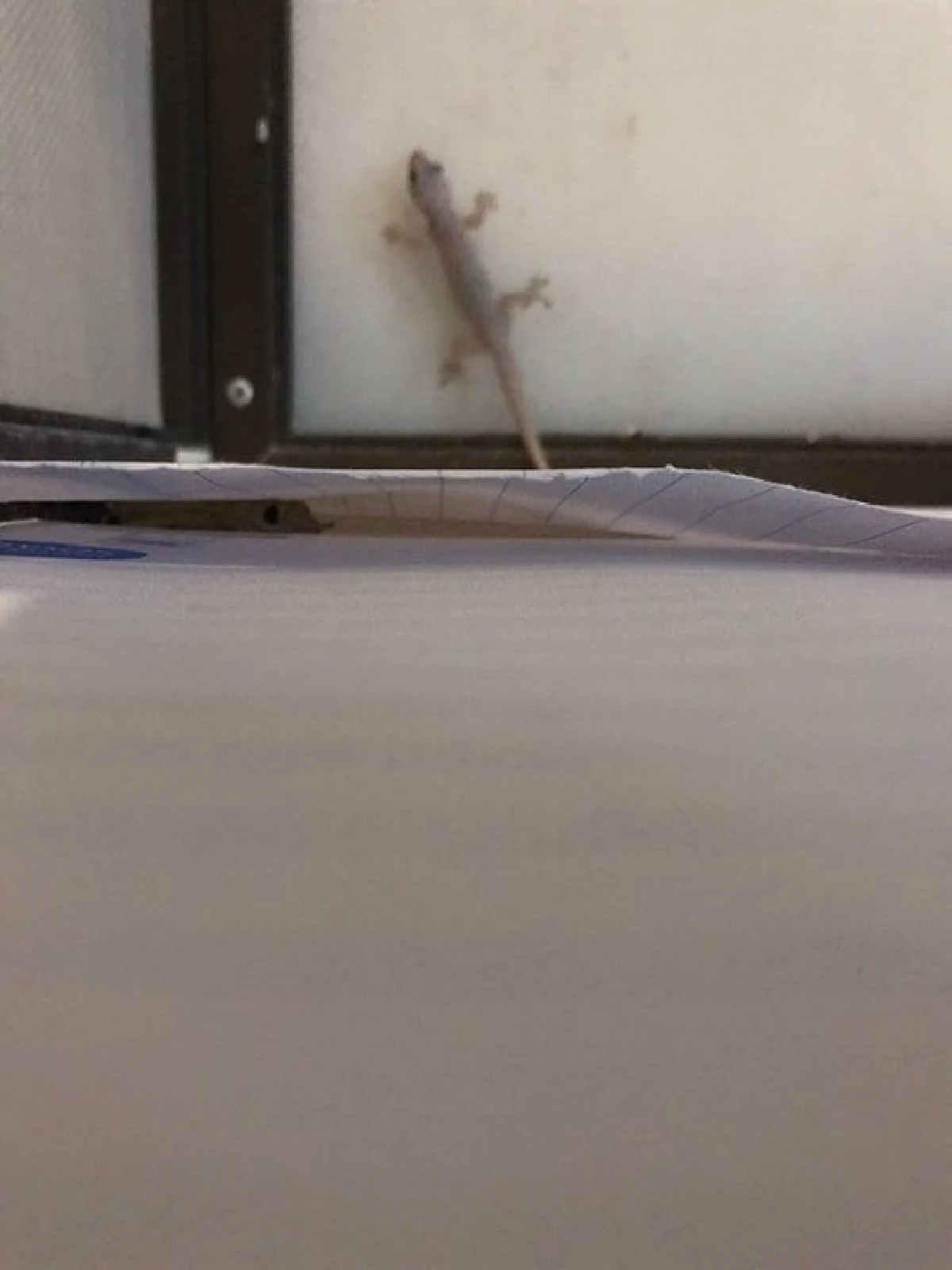 รู้จัก "นอฟ จิ้งจกเอแบค" หนุ่มนศ.ไอเดียเจ๋ง ผุดบริการจับ "สัตว์ชวนขนลุก" ตามหอพัก