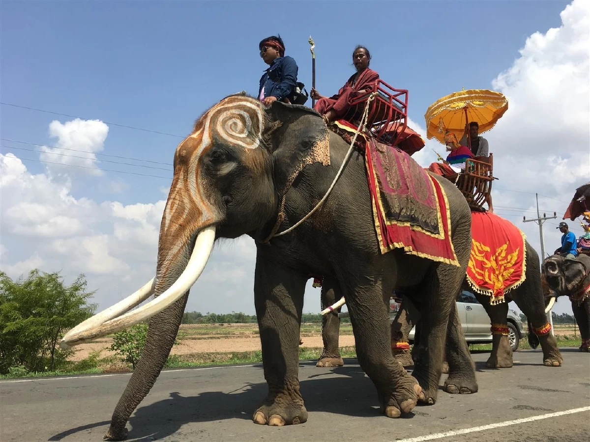 หนุ่มญี่ปุ่นบินจากบ้านเกิดร่วมบวชนาคบนหลังช้างงานยิ่งใหญ่ในโลก