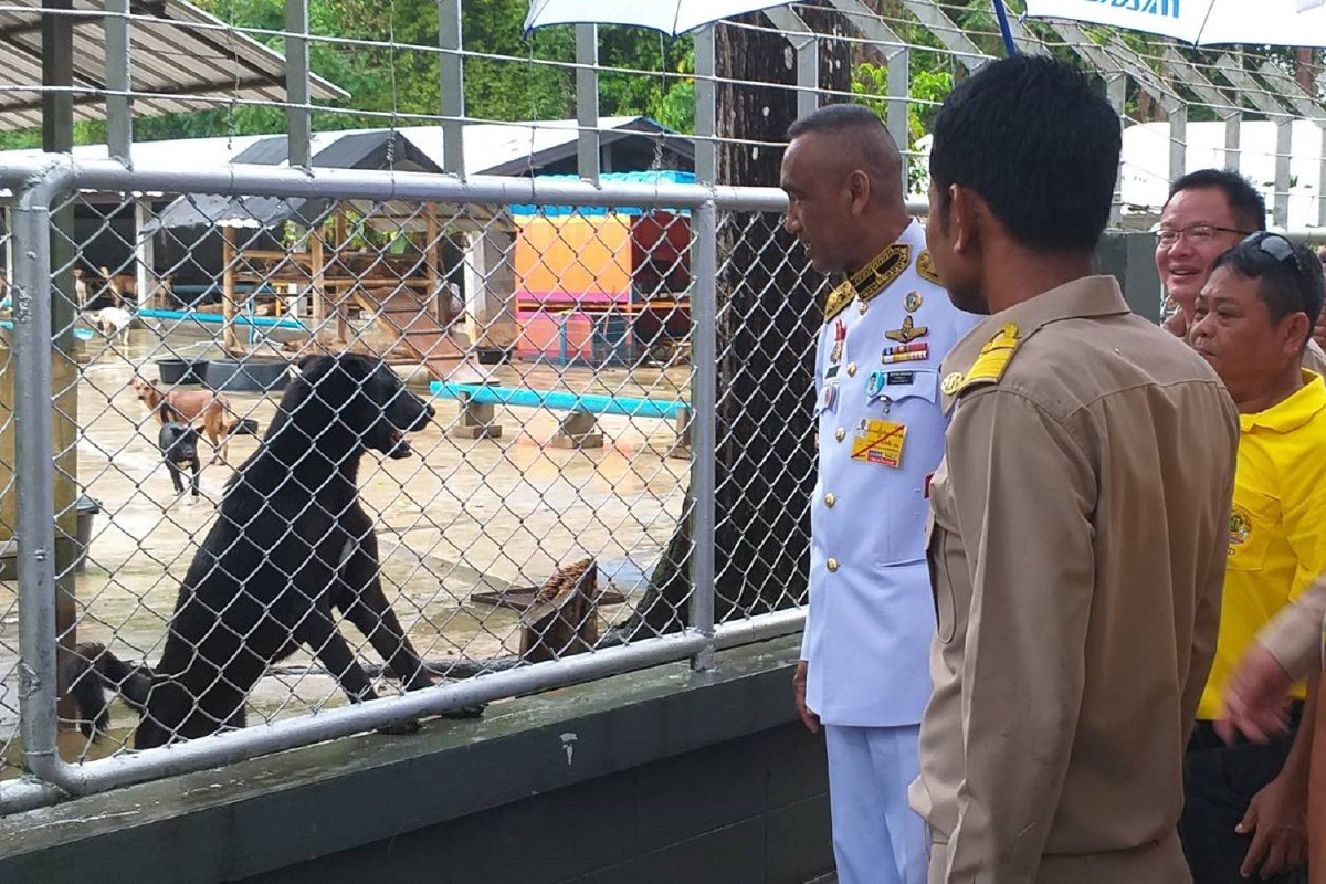 ในหลวงพระราชทานอาหารสัตว์ในนามคุณฟูฟูแก่บ้านพักสุนัขจรจัดภูเก็ต ในหลวงพระราชทานอาหารสัตว์ในนามคุณฟูฟูแก่บ้านพักสุนัขจรจัดภูเก็ต