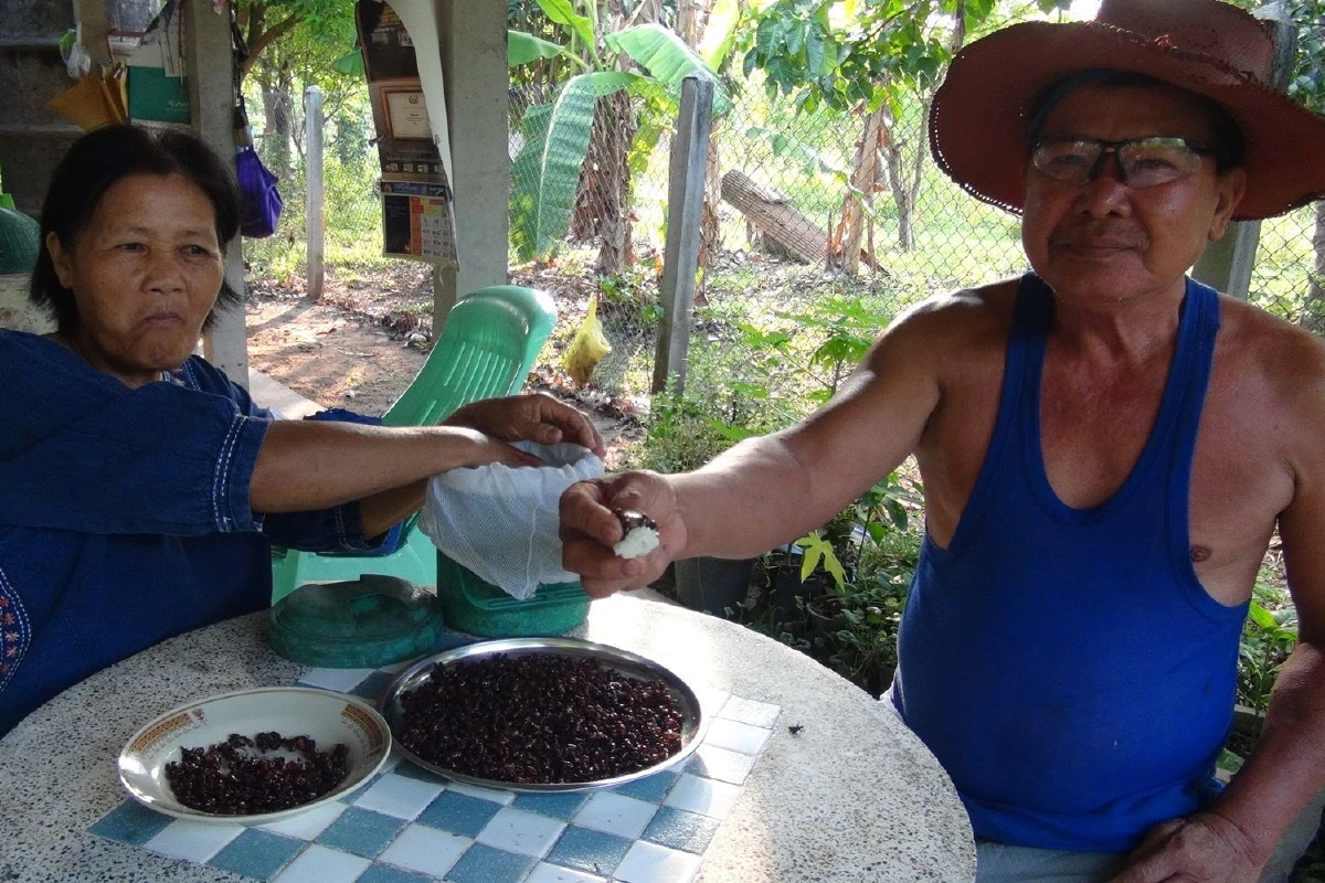 เปิบพิสดาร!1ปีมีครั้งแมงมันสุดอร่อยราคาสูงลิ่วกก.ละ2,000บาท