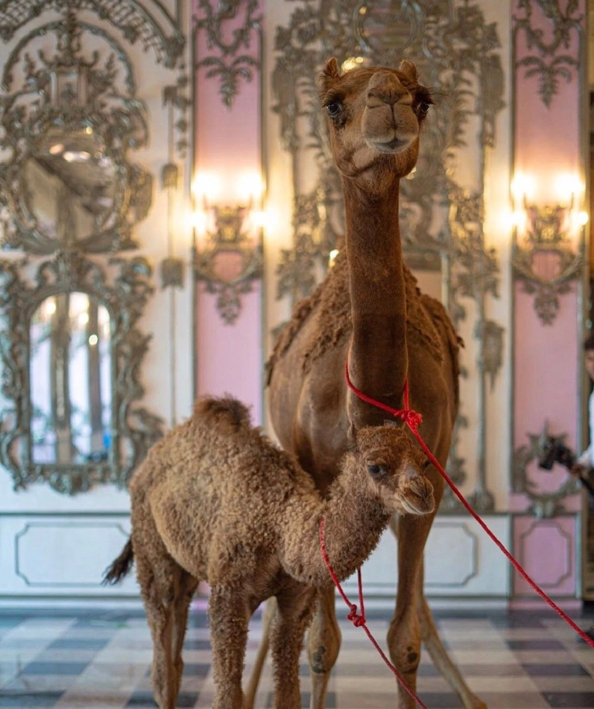 วิลิศมาหรา! เปิดดีเทลปาร์ตี้วันเกิดของ แหวนแหวน อูฐก็ต้องมี สาวๆจีนี่จ๋าต้องมา