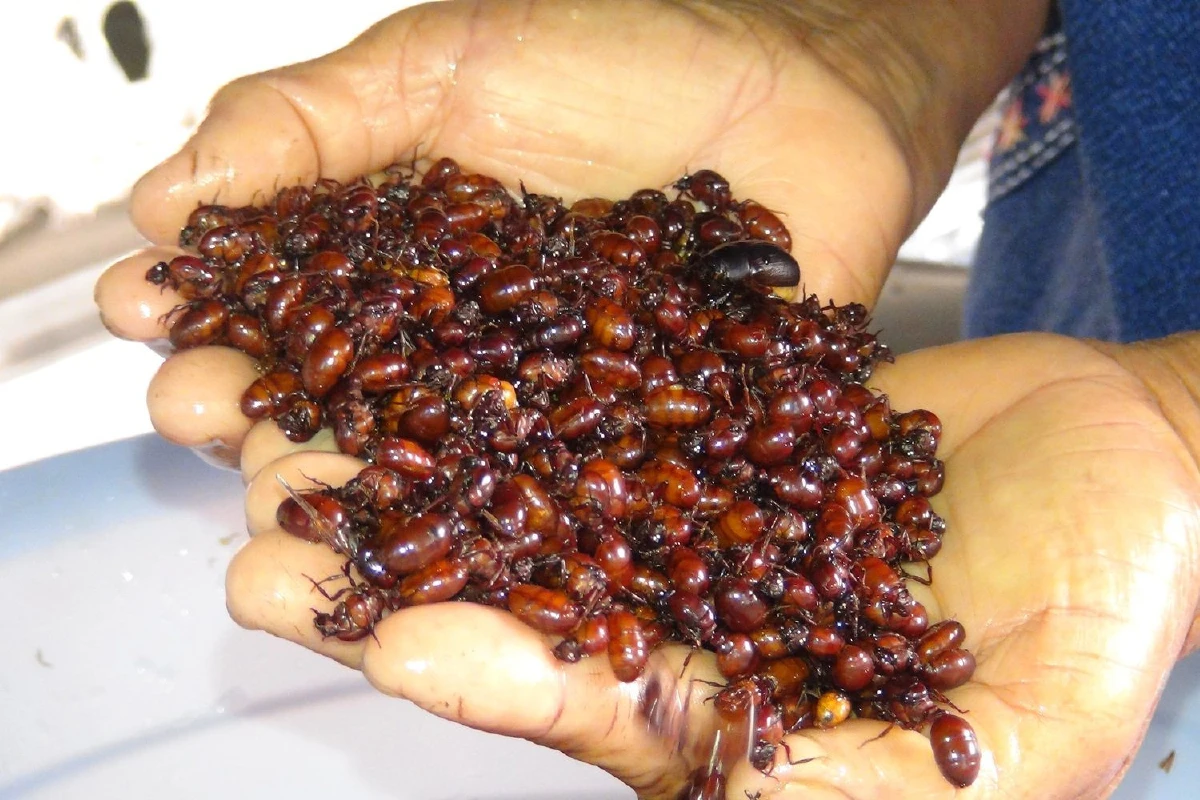 เปิบพิสดาร!1ปีมีครั้งแมงมันสุดอร่อยราคาสูงลิ่วกก.ละ2,000บาท