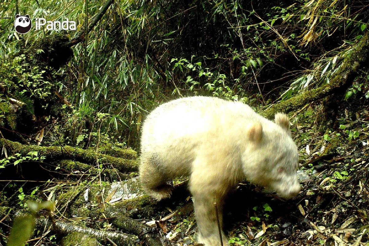 จีนเฮ พบแพนด้าเผือกในป่าตัวแรกของโลก