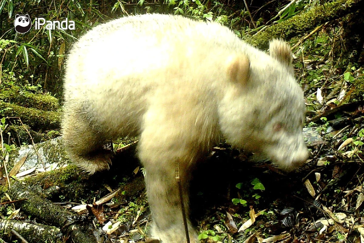 จีนเฮ พบแพนด้าเผือกในป่าตัวแรกของโลก