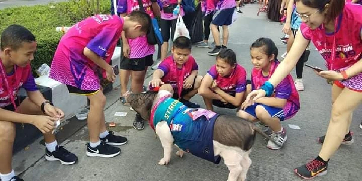 แปลกแต่จริง "เฉาก๊วย หมูชวนวิ่ง" บทเรียนจากหมูสู่คนที่ไม่หมู