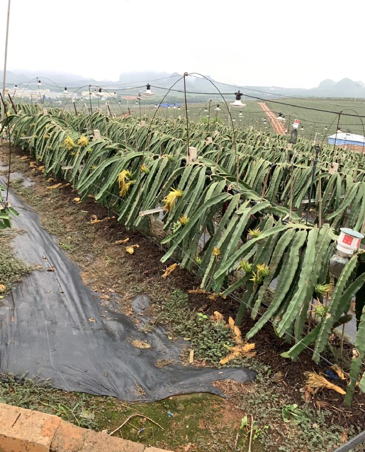 จีนเชิญพปชร.ประชุมความร่วมมือพรรคการเมืองชาติอาเซียน-พรรคคอมมิวนิสต์จีน