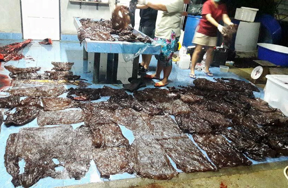 ลดสร้าง "ขยะพลาสติก" หนทางหยุดยั้งหายนะสัตว์และมนุษย์โลก