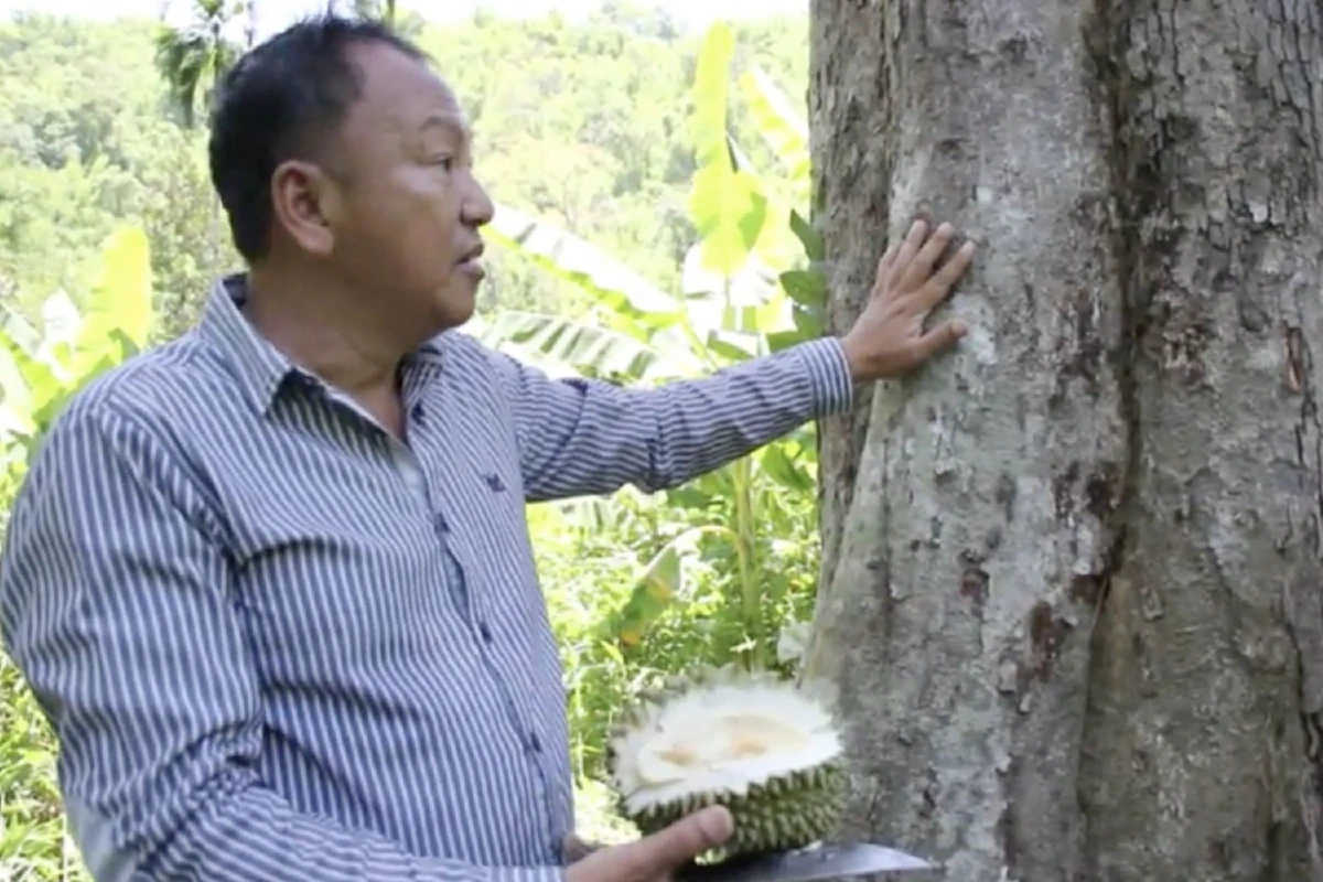 ดังแน่!พบทุเรียนพันธุ์ดีอายุกว่า100ปีกลางป่าทุ่งใหญ่