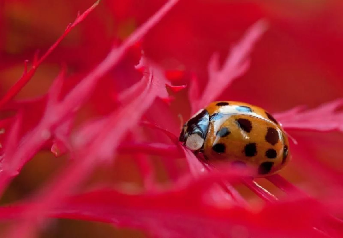 กองทัพแมลงเต่าทองอพยพใหญ่ปรากฏบนจอเรดาร์