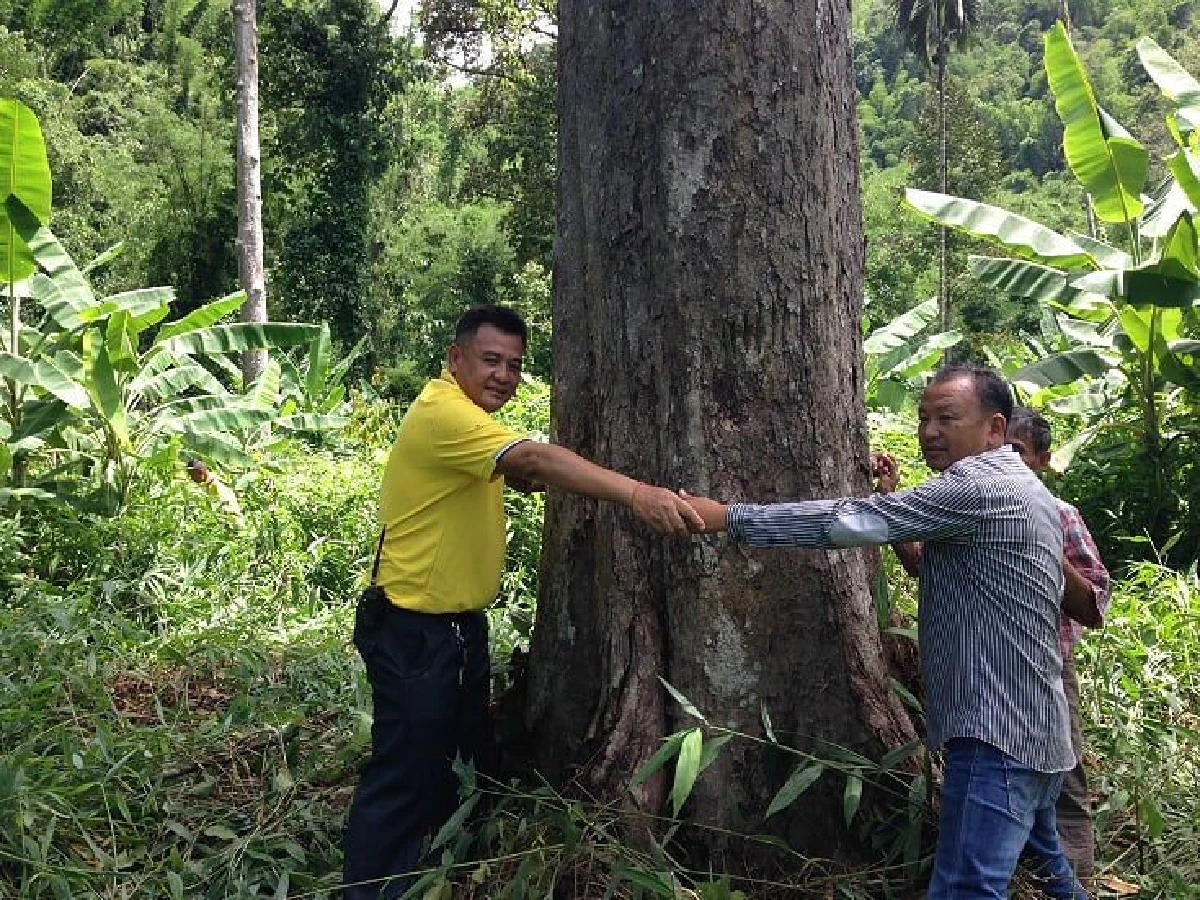 ดังแน่!พบทุเรียนพันธุ์ดีอายุกว่า100ปีกลางป่าทุ่งใหญ่