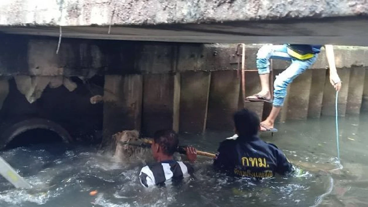 คารวะด้วยใจ! จนท.ดับเพลิงมุดท่อลุยน้ำช่วยน้องหมาแก่ตาบอด