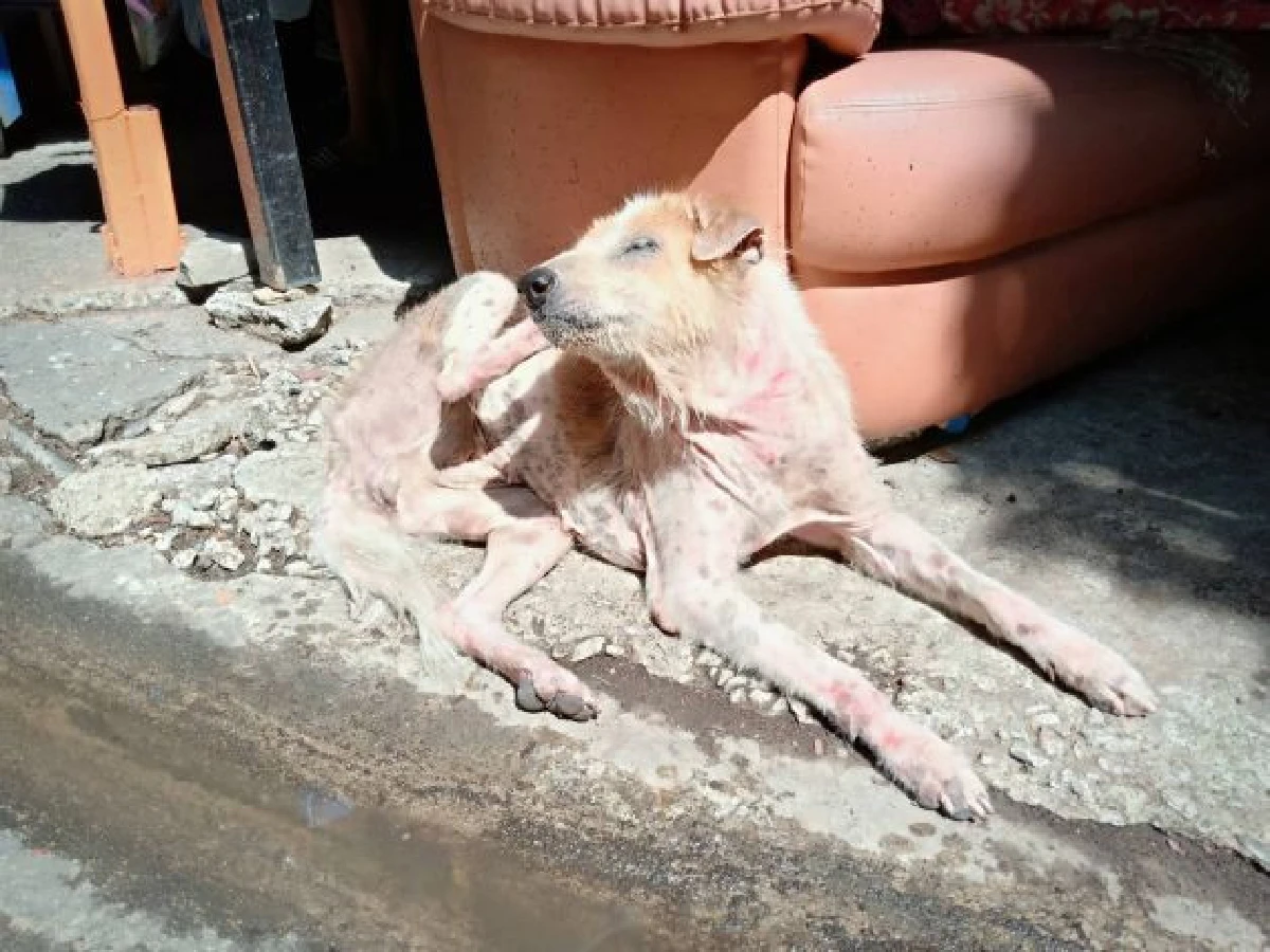 คารวะด้วยใจ! จนท.ดับเพลิงมุดท่อลุยน้ำช่วยน้องหมาแก่ตาบอด