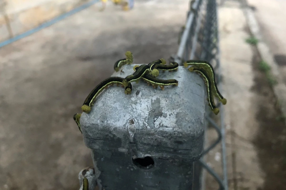 หนอนนับหมื่นตัวบุกหมู่บ้านเอื้ออาทรที่แท้เป็นผีเสื้อหนอนคูณธรรมดา