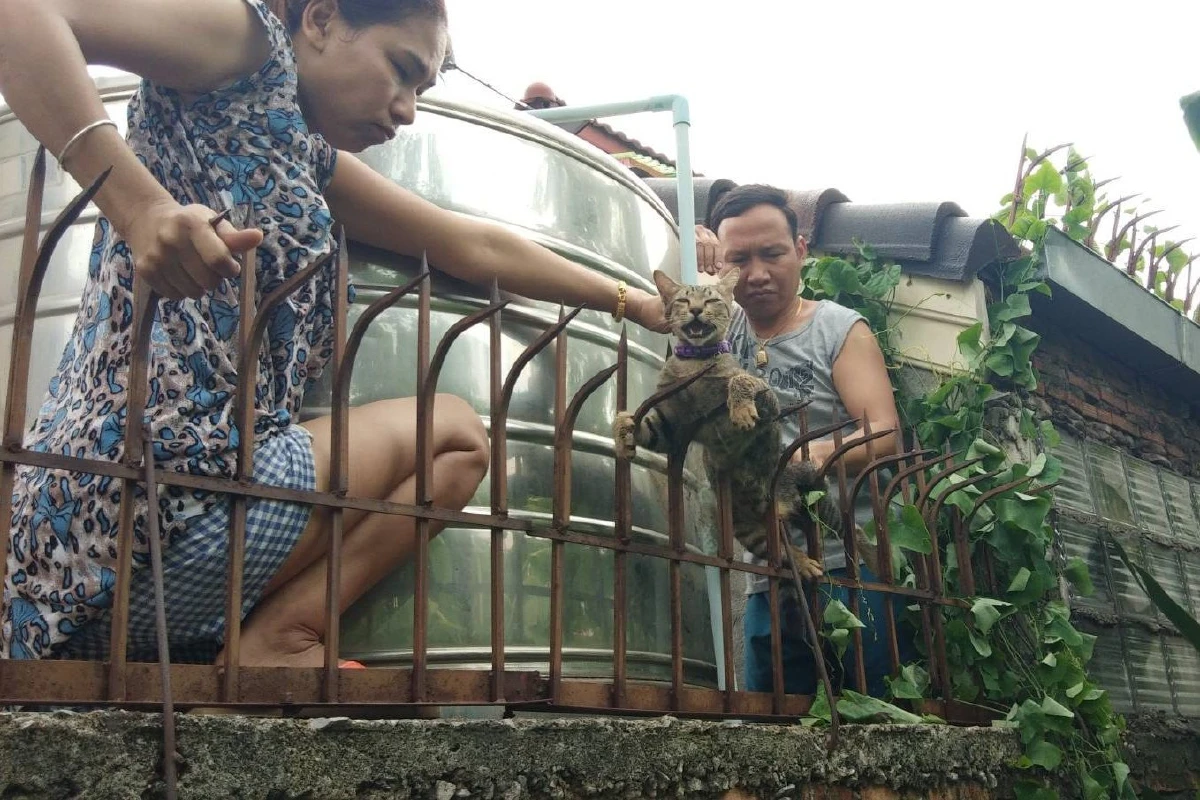 สี่ตีนยังรู้พลาด!แมวเดินบนรั้วกำแพงหมู่บ้านเจอเหล็กเสียบ
