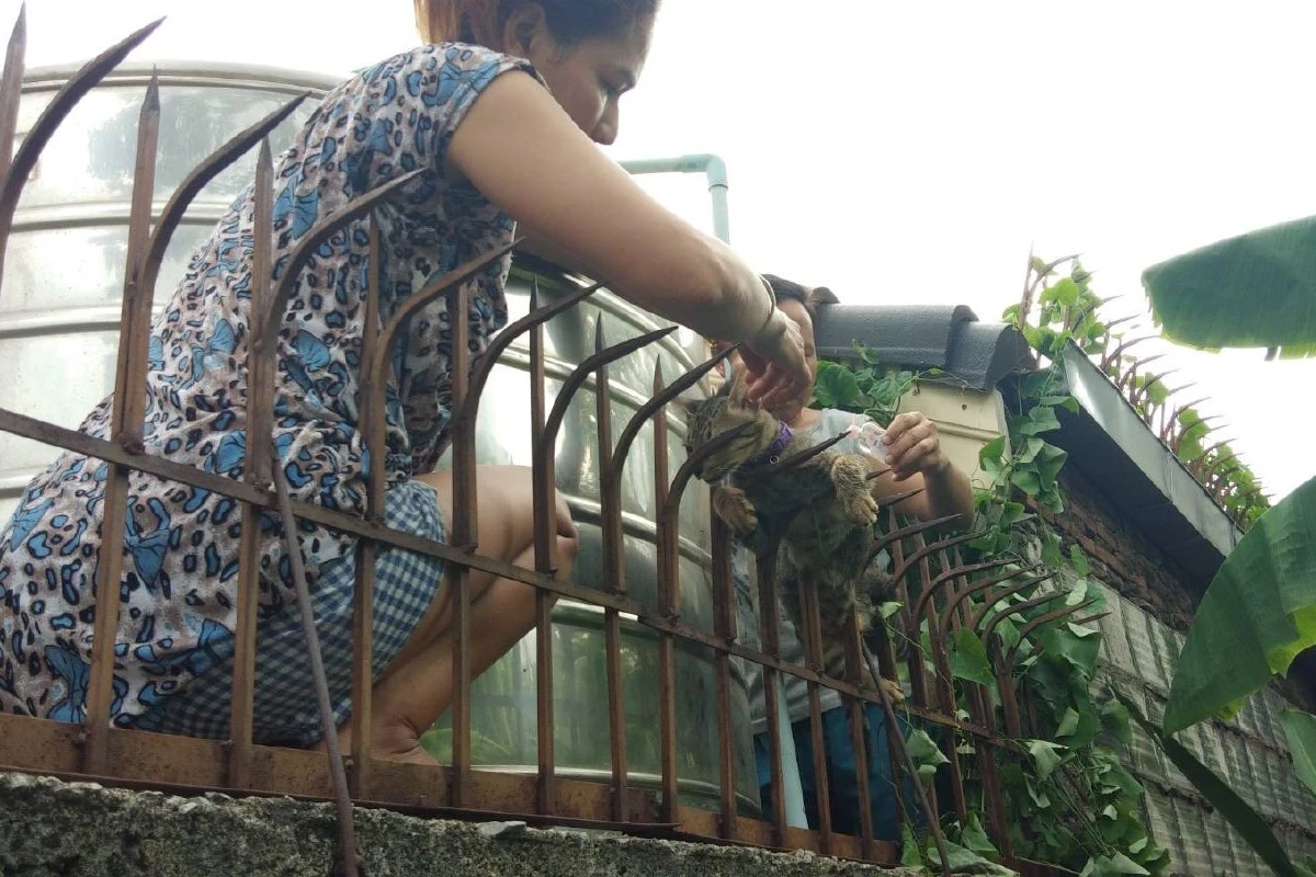 สี่ตีนยังรู้พลาด!แมวเดินบนรั้วกำแพงหมู่บ้านเจอเหล็กเสียบ