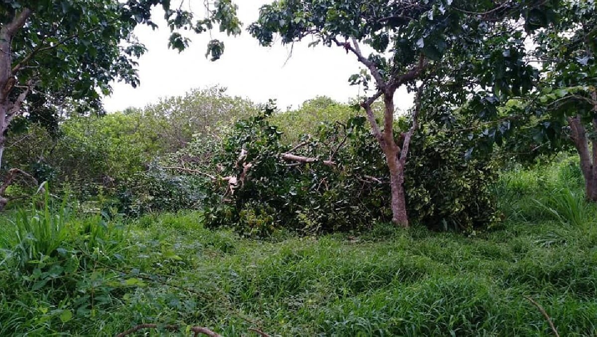 2 ช้างป่าบุกทำลายข้าวของพืชไร่ไม่สนใจชาวบ้าน