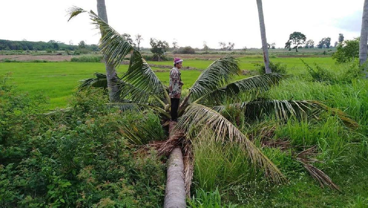 2 ช้างป่าบุกทำลายข้าวของพืชไร่ไม่สนใจชาวบ้าน