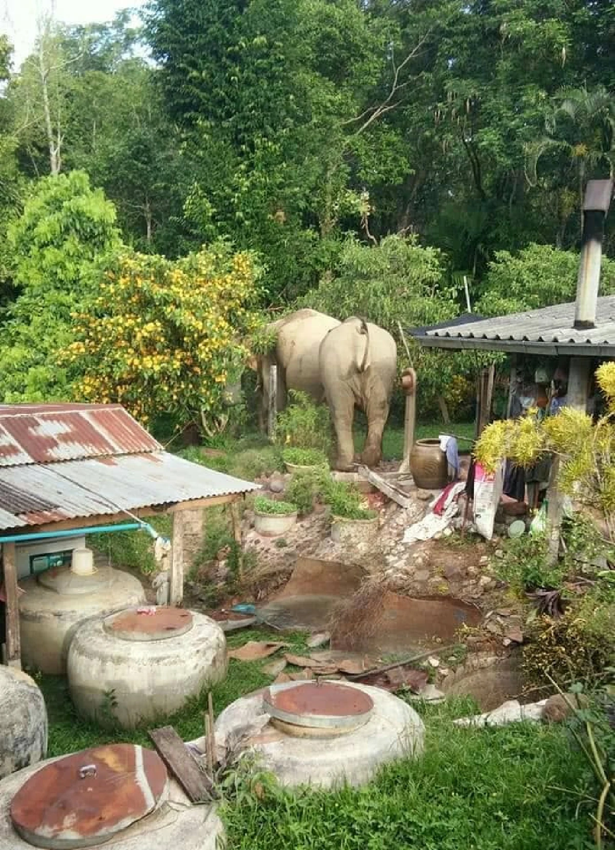 2 ช้างป่าบุกทำลายข้าวของพืชไร่ไม่สนใจชาวบ้าน