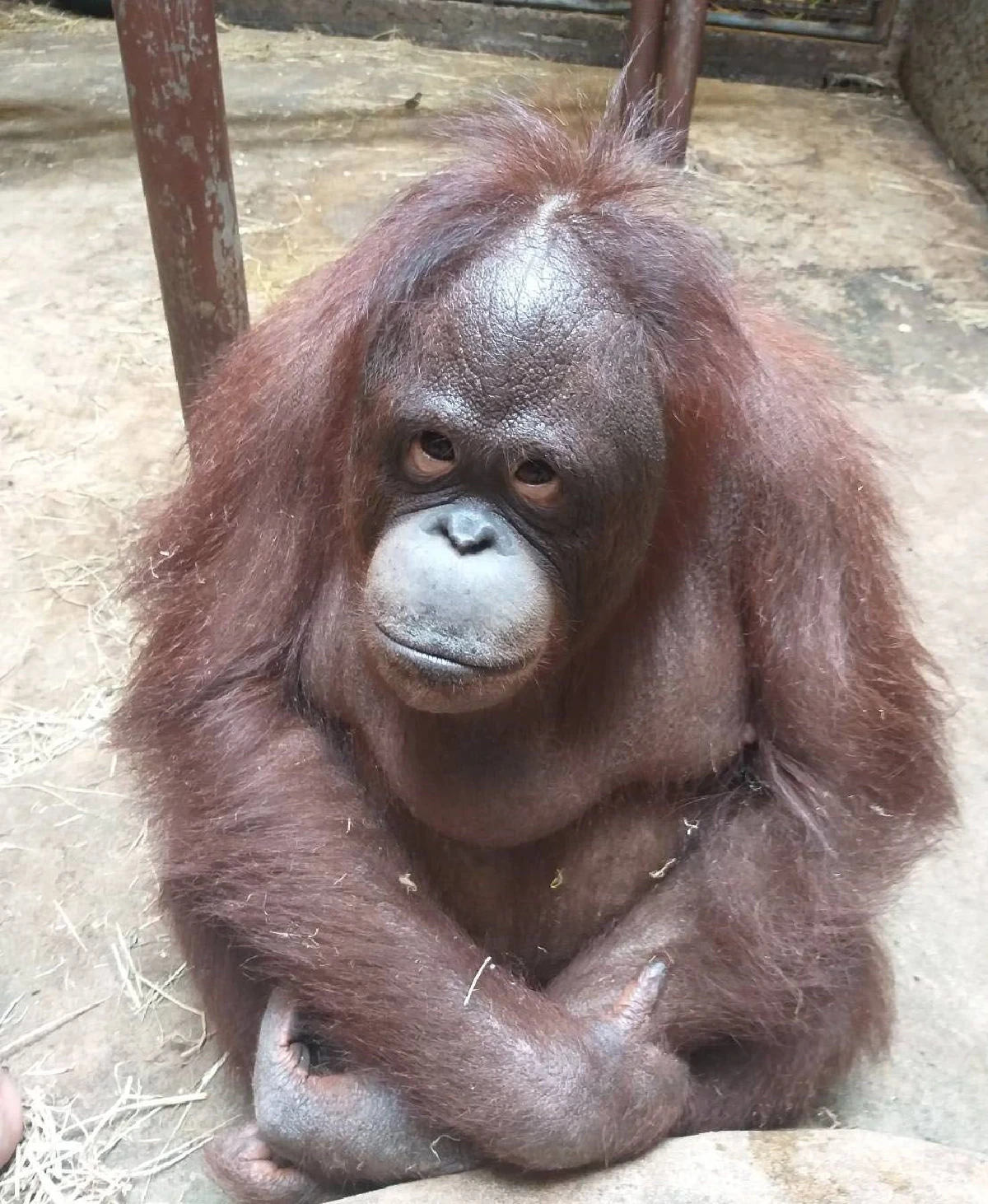 สวนสัตว์พาต้าเฮ!!!รับอานิสงส์กลุ่มครอบครัวเดินทางมาพักผ่อนพุ่ง 50% หลังจากเขาดินวนาปิด