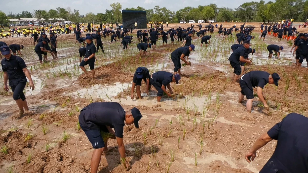 ผบ.สส.นำทหารไถนาใช้ควายแบบดั้งเดิมพร้อมโชว์ดำนา