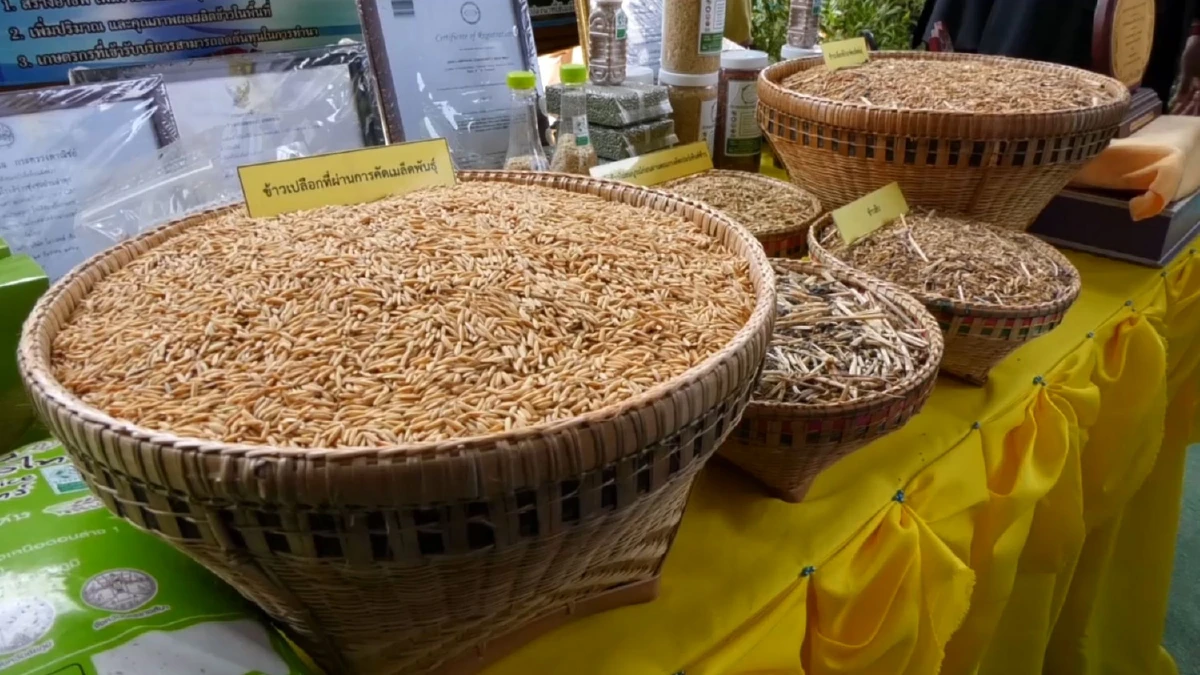 ผบ.สส.นำทหารไถนาใช้ควายแบบดั้งเดิมพร้อมโชว์ดำนา