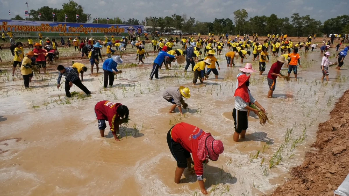 ผบ.สส.นำทหารไถนาใช้ควายแบบดั้งเดิมพร้อมโชว์ดำนา