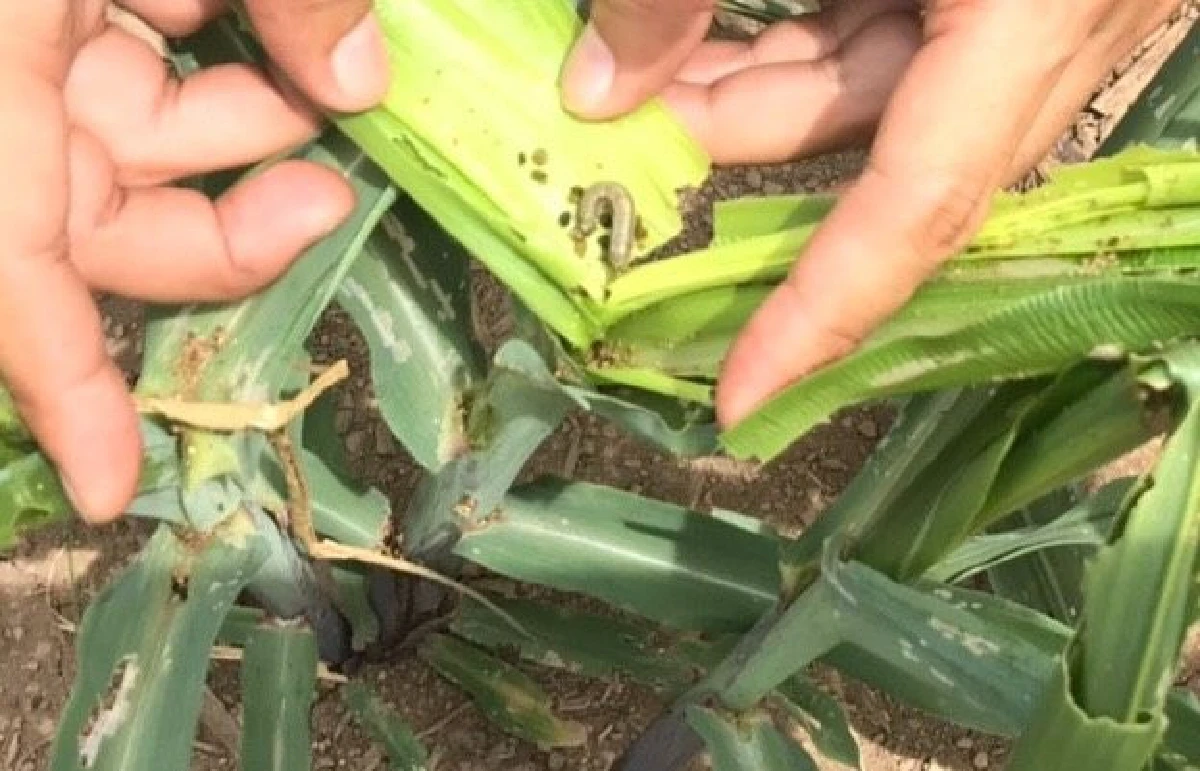 "มัลลิกา"เสนอรัฐบาลเร่งแผนรองรับหนอนระบาดข้าวโพดภาคเหนือ