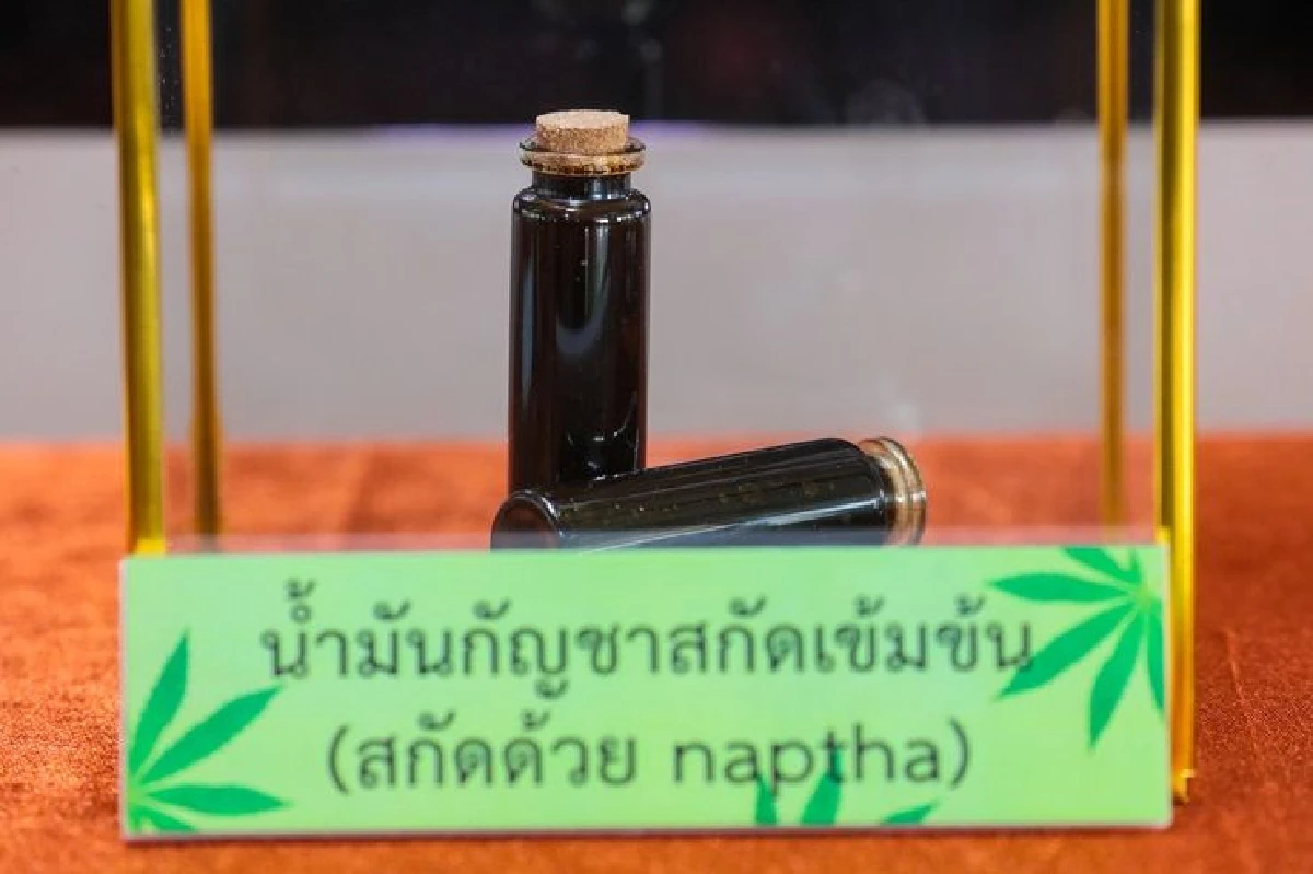 รพ.อภัยภูเบศรเปิด "คลินิกกัญชา" รักษา 2โรค เผย อีก 2 เดือนลุย"มะเร็ง-ปวดปลายประสาท"